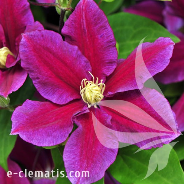 Clematis Hania.jpg