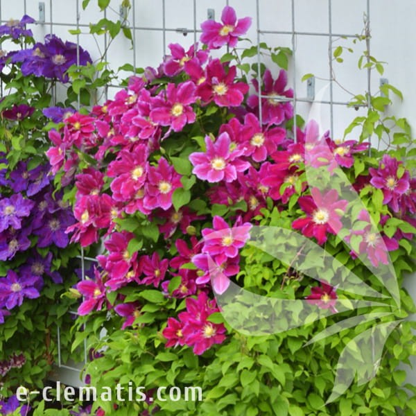 Clematis Hania 1.jpg