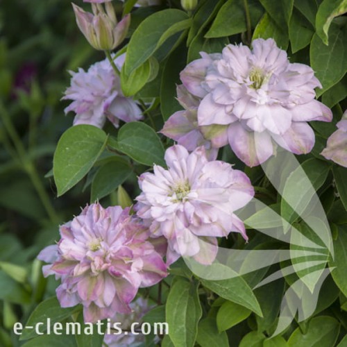 Clematis Innocent Blush 1.jpg