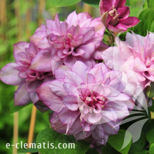 Clematis Innocent Glance 1.jpg