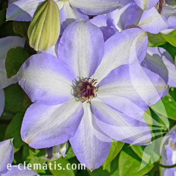 Clematis Ivan Olsson.jpg
