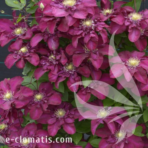 Clematis Jan III Sobieski 1.jpg