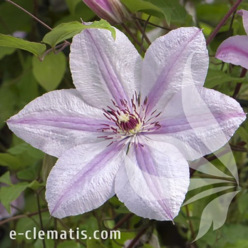 Clematis Jan Paweł II.jpg