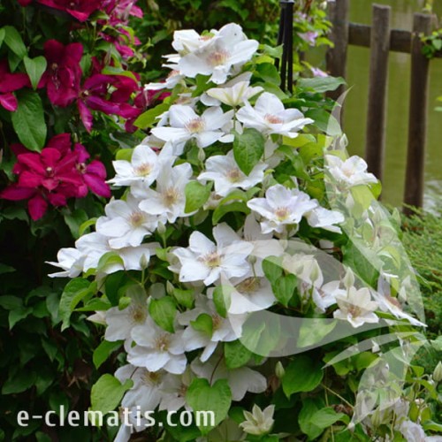 Clematis Jerzy Popiełuszko 1.jpg