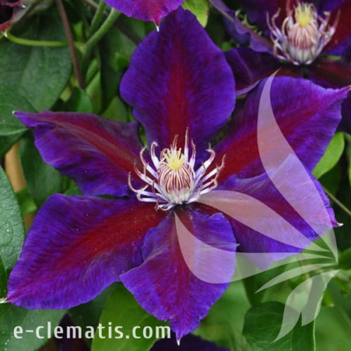 Clematis Julka.jpg