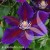 Clematis Julka.jpg