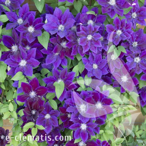 Clematis Julka 1.jpg