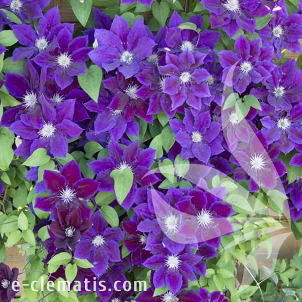 Clematis Julka 1.jpg