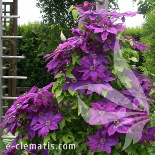 Clematis Kacper 1.jpg