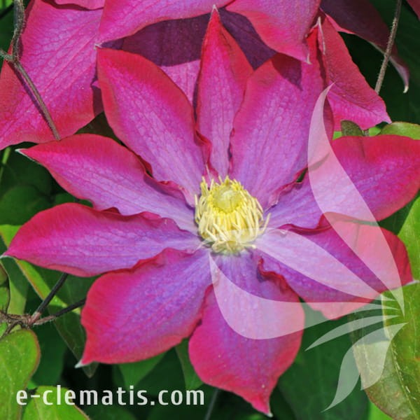 Clematis Kakio.jpg