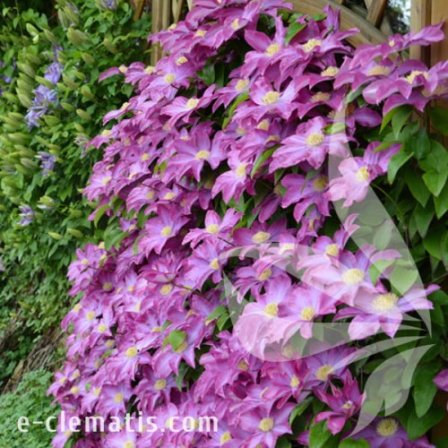 Clematis Kakio 1.jpg