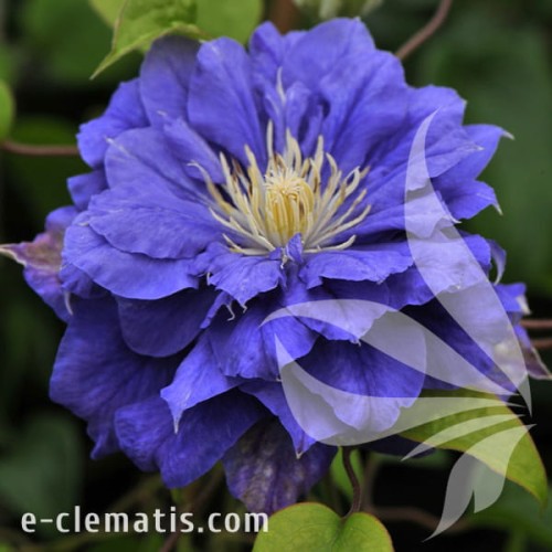 Clematis Kiri Te Kanawa.jpg