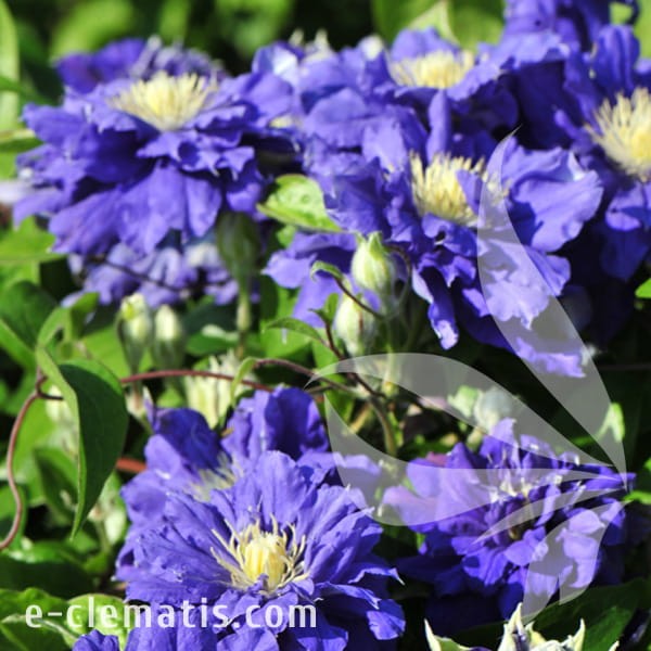 Clematis Kiri Te Kanawa 1.jpg