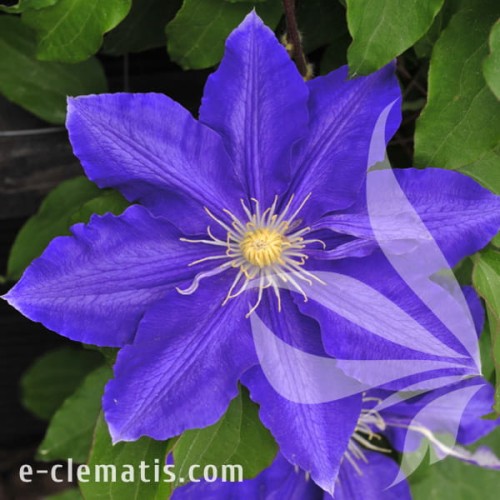 Clematis Lasurstern.jpg