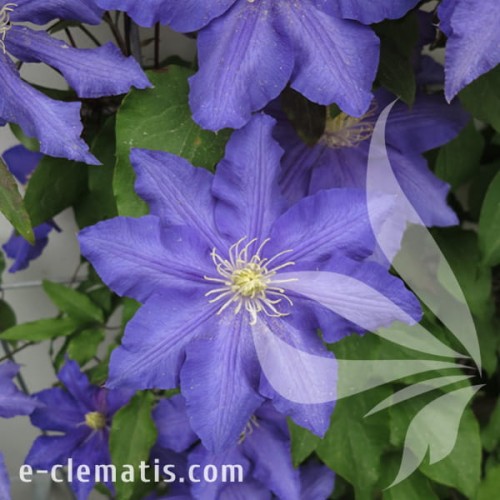 Clematis Lasurstern 1.jpg