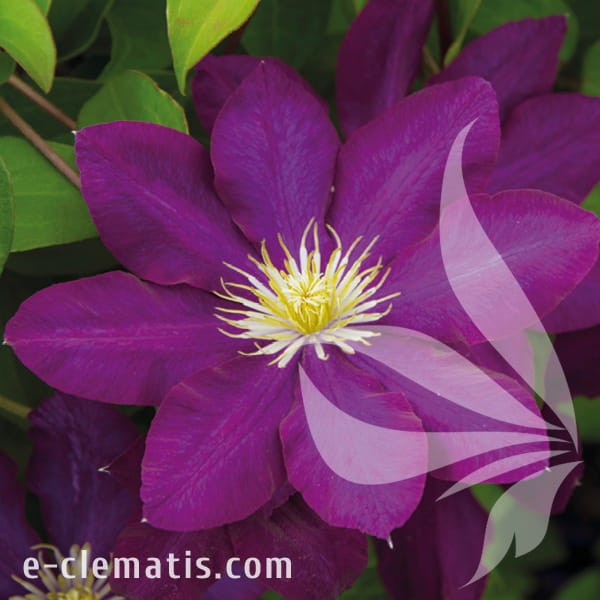 Clematis Lech Kaczyński.jpg