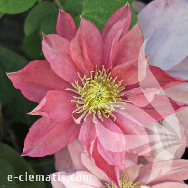 Clematis Little Mermaid.jpg