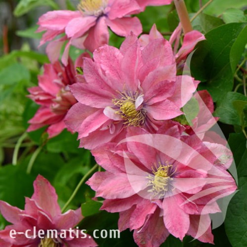 Clematis Little Mermaid 1.jpg