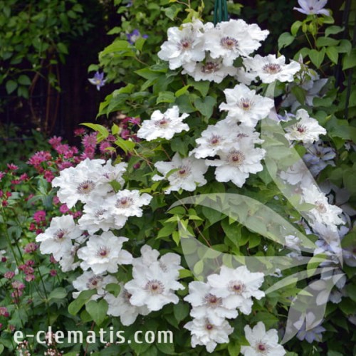 Clematis Maria Kaczyńska 1.jpg