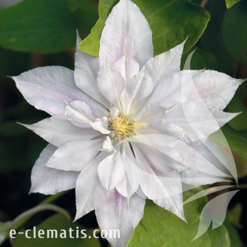 Clematis Matka Siedliska.jpg