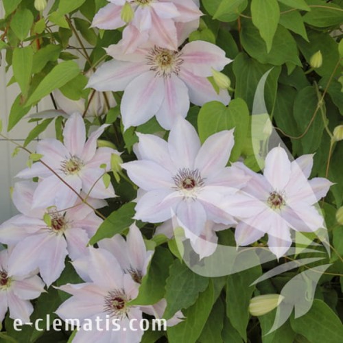 Clematis Matka Siedliska 1.jpg