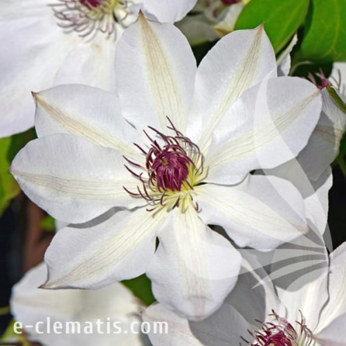 Clematis Matka Urszula Ledóchowska.jpg