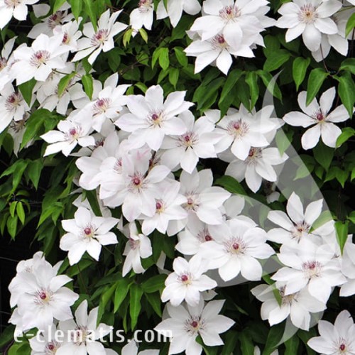 Clematis Matka Urszula Ledóchowska 1.jpg