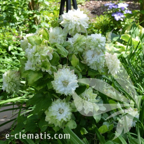 Clematis Midori 1.jpg