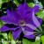 Clematis Moniuszko.jpg