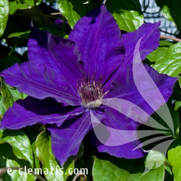 Clematis Moniuszko.jpg