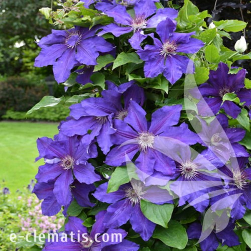 Clematis Moniuszko 1.jpg