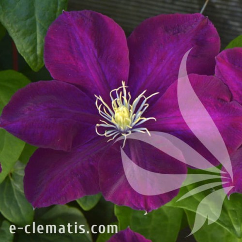 Clematis Monte Cassino.jpg
