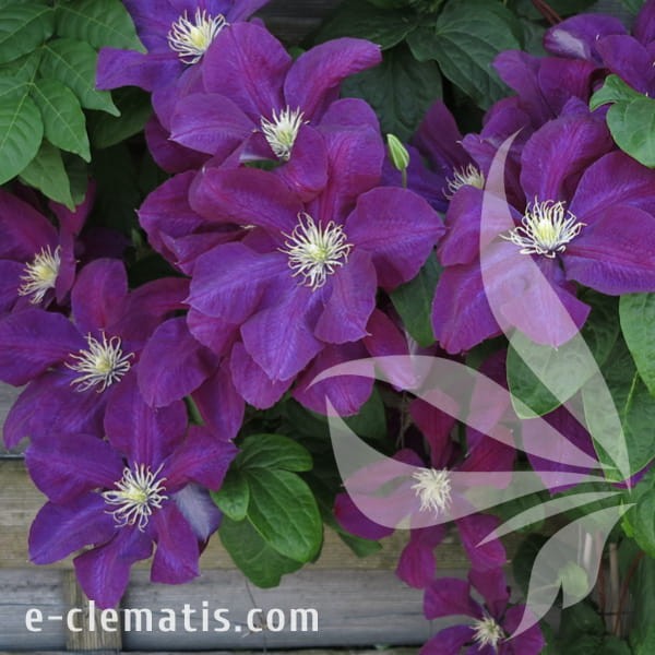 Clematis Monte Cassino 1.jpg