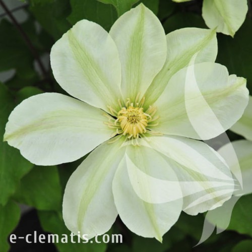 Clematis Moonlight.jpg