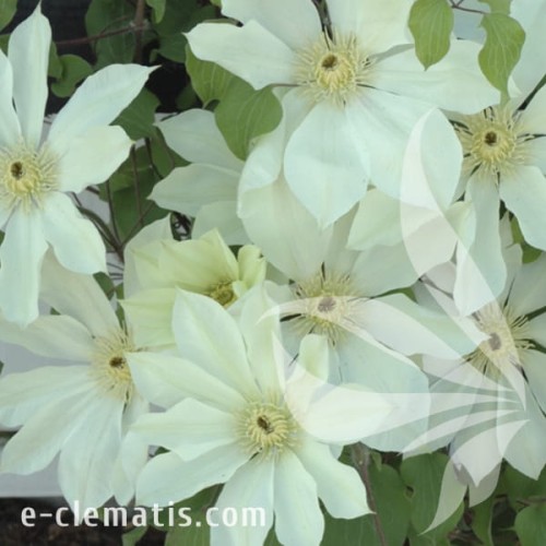 Clematis Moonlight 1.jpg