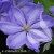 Clematis Mrs Cholmondeley.jpg