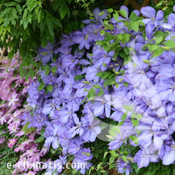 Clematis Mrs Cholmondeley 1.jpg