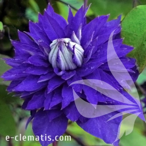 Clematis Multi Blue.jpg