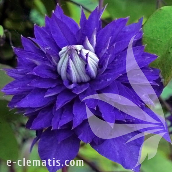 Clematis Multi Blue.jpg