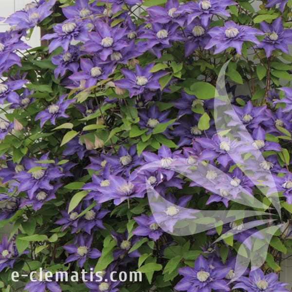 Clematis Multi Blue 1.jpg