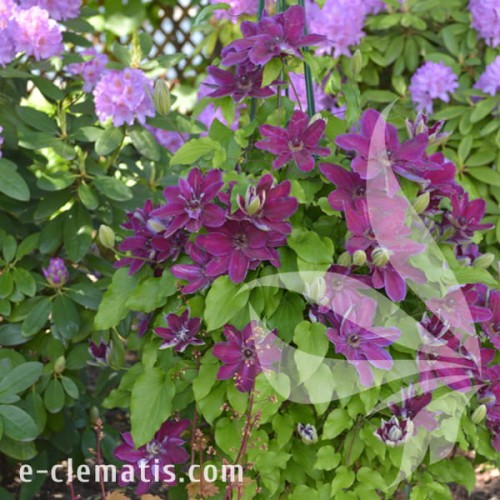 Clematis My Beauty 1.jpg