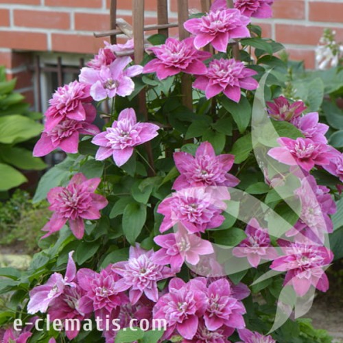 Clematis My Darling 1.jpg