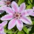 Clematis Nelly Moser.jpg