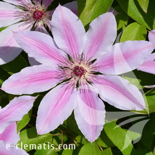 Clematis Nelly Moser.jpg