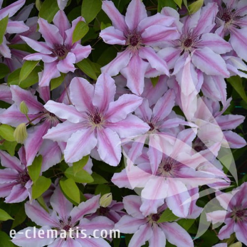 Clematis Nelly Moser 1.jpg