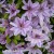 Clematis Nelly Moser 1.jpg