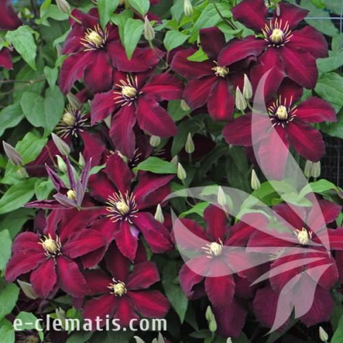 Clematis Niobe 1.jpg