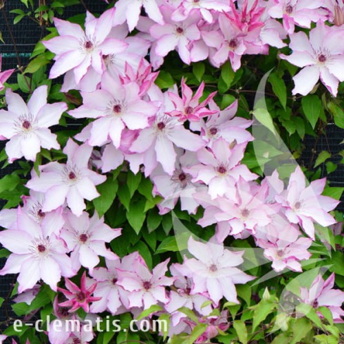 Clematis Omoshiro 1.jpg