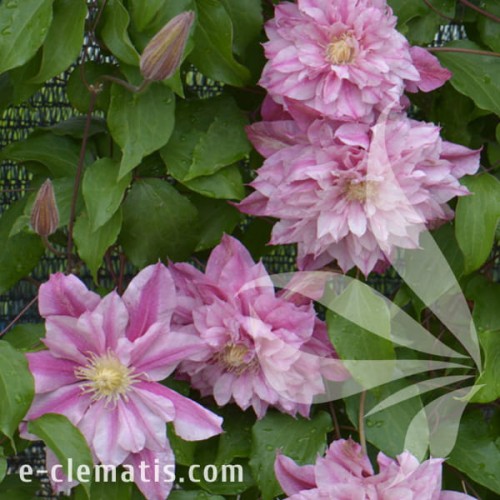 Clematis Patricia Ann Fretwell Pafar 1.jpg