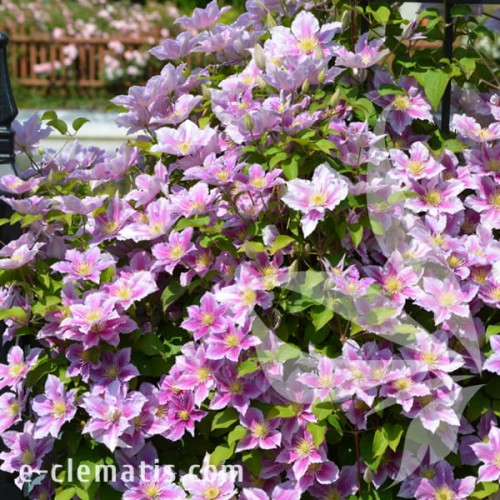 Clematis Piilu 1.jpg